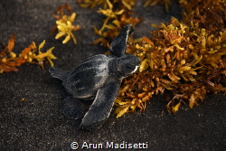 Juvenile Leatherback turtle navigating Sargassum on the w... by Arun Madisetti 